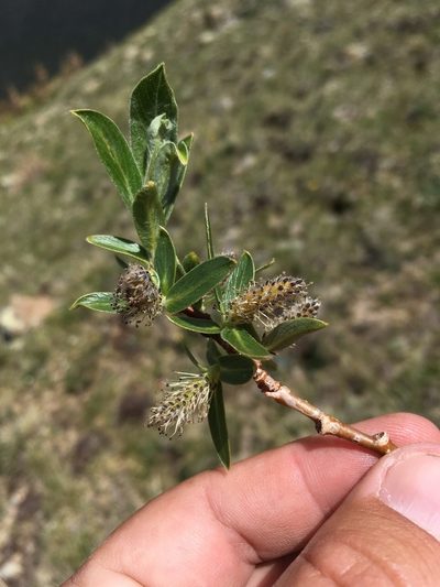 Salix wolfii, photographed by Cecelia Alexander