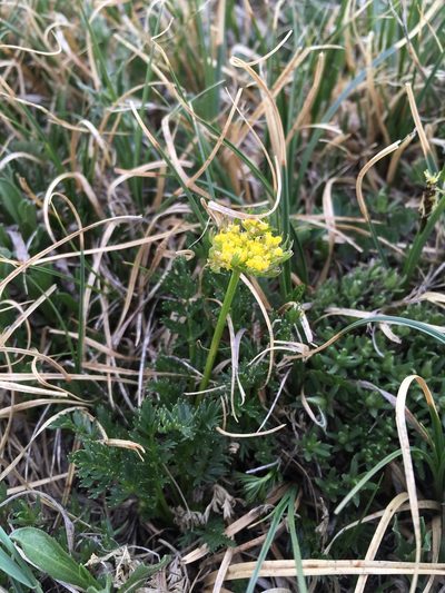 Cymopterus bakeri, photographed by Cecelia Alexander