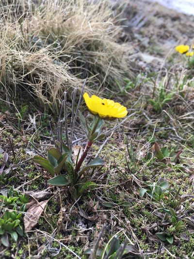 Ranunculus macauleyi, photographed by Cecelia Alexander