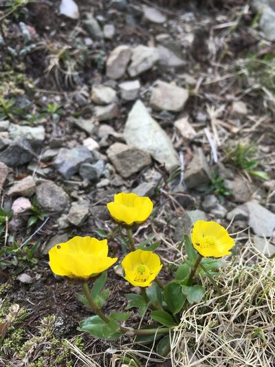 Ranunculus macauleyi, photographed by Cecelia Alexander