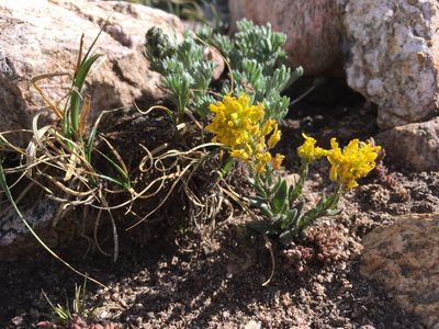 Draba aurea, photographed by Cecelia Alexander