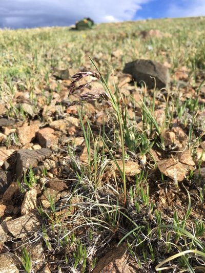 Poa arctica, photographed by Cecelia Alexander