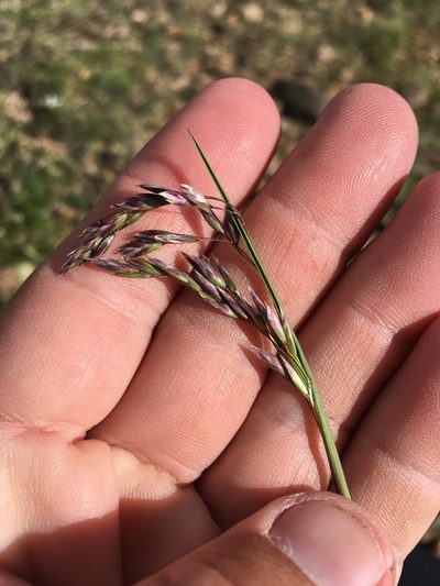 Poa arctica, photographed by Cecelia Alexander