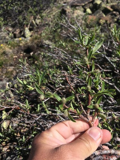 Salix wolfii, photographed by Cecelia Alexander