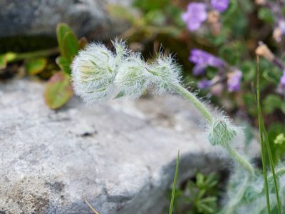 Hieracium villosum, photographed by Andreas Stiller