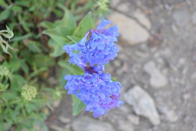Penstemon cyananthus, photographed by Paul Inkenbrandt