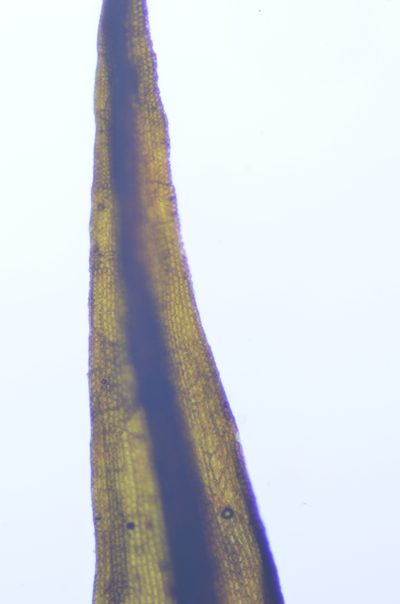 Andreaea rothii, photographed by Randal