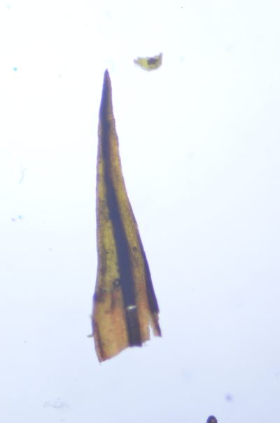 Andreaea rothii, photographed by Randal