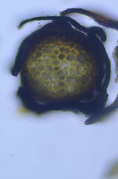 Andreaea rothii, photographed by Randal