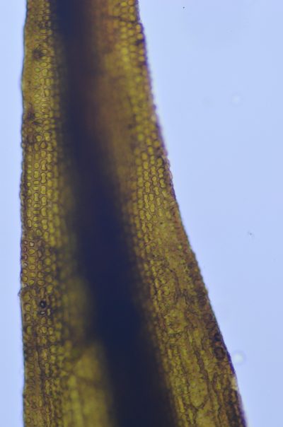 Andreaea rothii, photographed by Randal