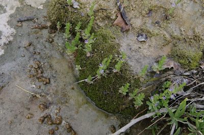 Lythrum ovalifolium, photographed by Eric Knight