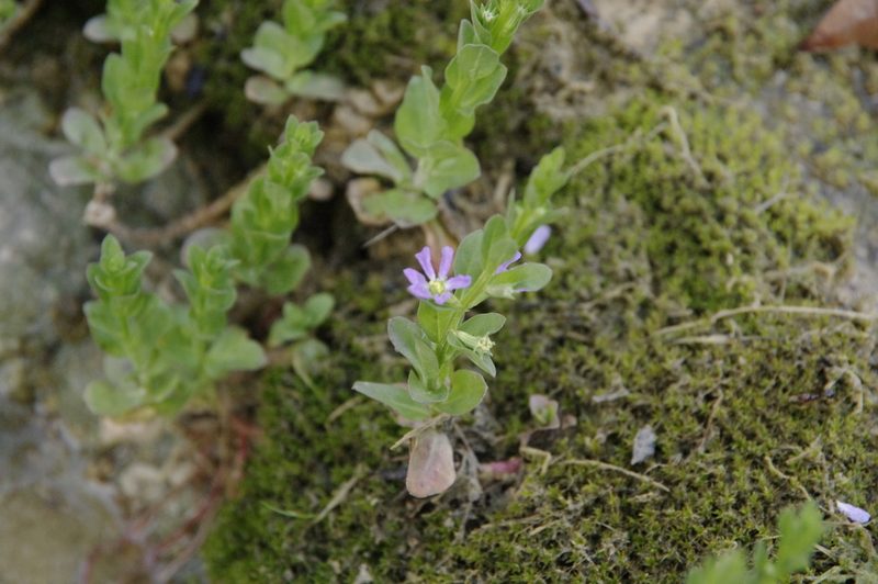 Lythrum ovalifolium, photographed by Eric Knight