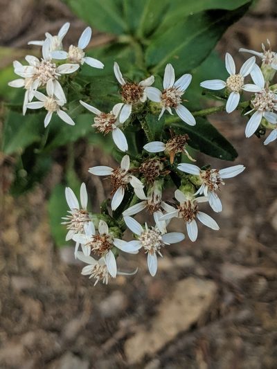 Sericocarpus caespitosus, photographed by John Abrams