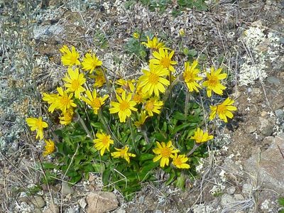 Arnica griscomii, photographed by Syd Cannings