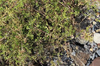 Galium spurium, photographed by Dmitriy Bochkov