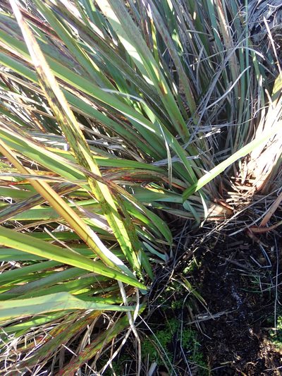 Dianella haematica, photographed by Peter de Lange