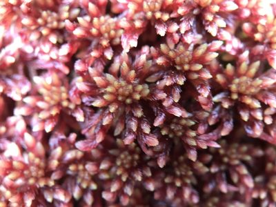 Sphagnum warnstorfii, photographed by Andrew Melton
