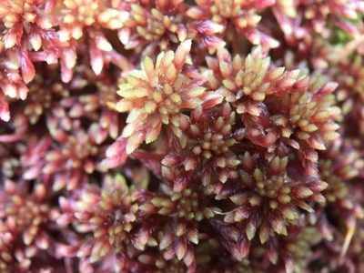 Sphagnum warnstorfii, photographed by Andrew Melton