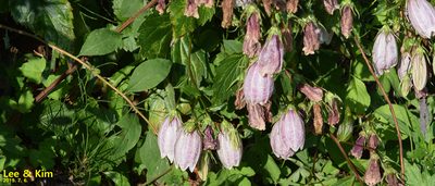 Campanula punctata, photographed by Kim, Hyun-tae
