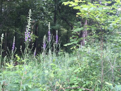 Delphinium exaltatum, photographed by Alan Weakley