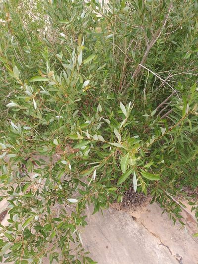 Salix lutea, photographed by runcator