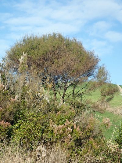 Leptospermum repo, photographed by Peter de Lange