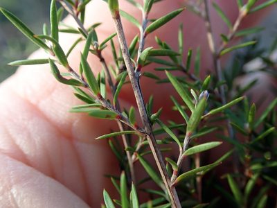 Leptospermum repo, photographed by Peter de Lange