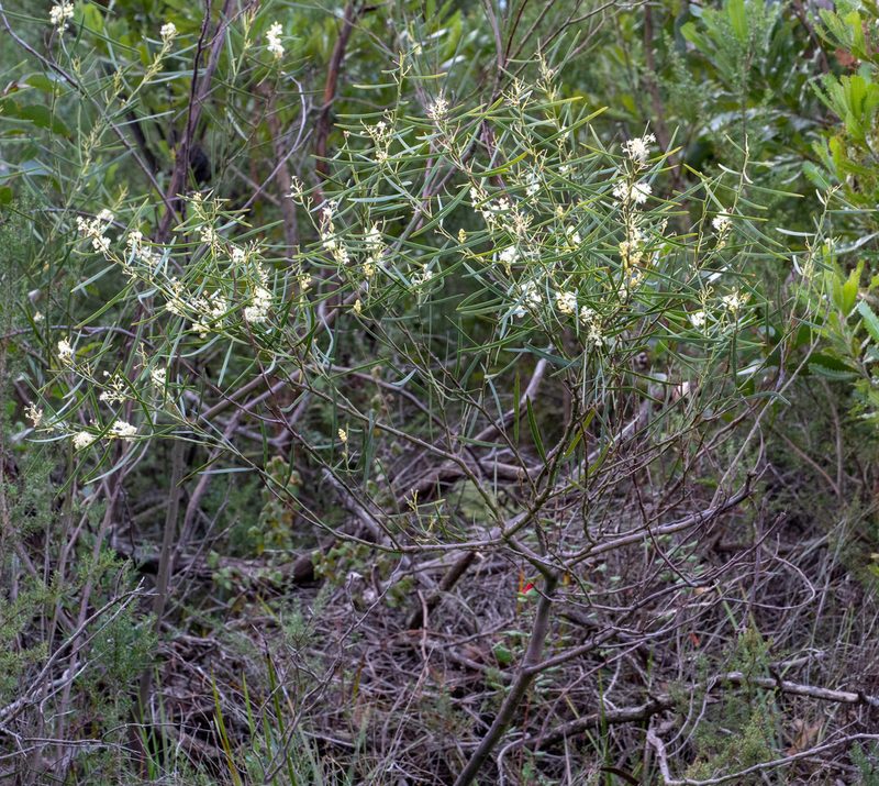 Hakea ulicina, photographed by Jesse Rorabaugh