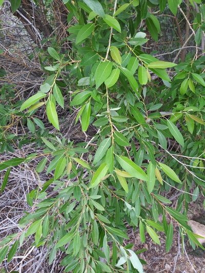 Salix lutea, photographed by runcator