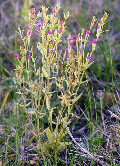 Schenkia australis, photographed by Jesse Rorabaugh