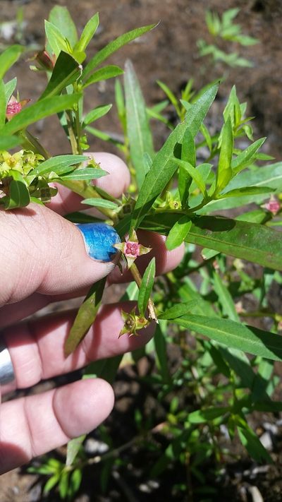 Ludwigia polycarpa, photographed by Evan Barker