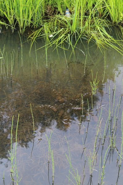 Potamogeton compressus, photographed by Dmitriy Bochkov
