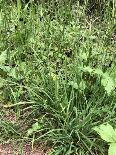 Carex atratiformis, photographed by Rob Foster