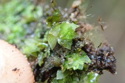 Hookeria acutifolia, photographed by Randal