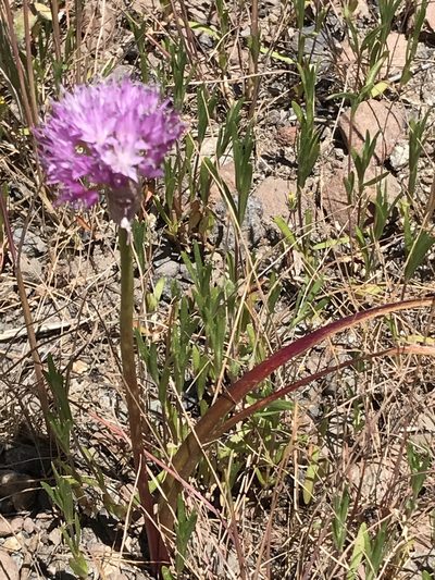 Allium lemmonii, photographed by Bruce Homer-Smith