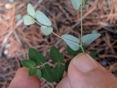 Euphorbia villifera, photographed by Eric Knight