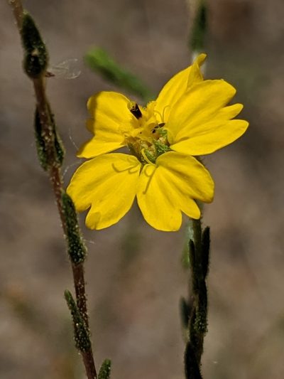 Deinandra pentactis, photographed by Alex Heyman