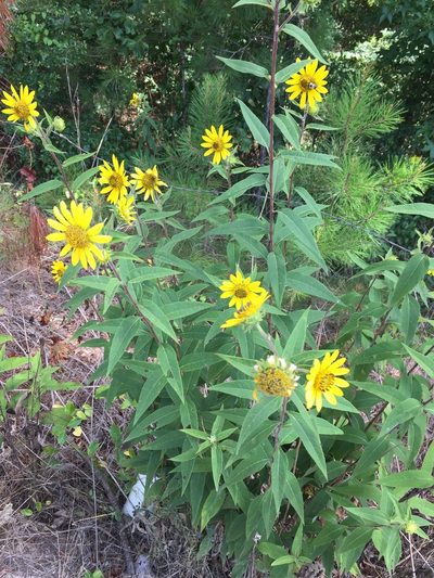 Helianthus resinosus, photographed by John Kees