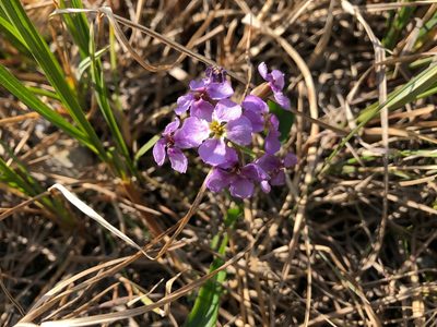 Parrya nudicaulis, photographed by Jason Grant