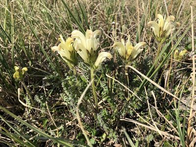 Pedicularis capitata, photographed by Jason Grant
