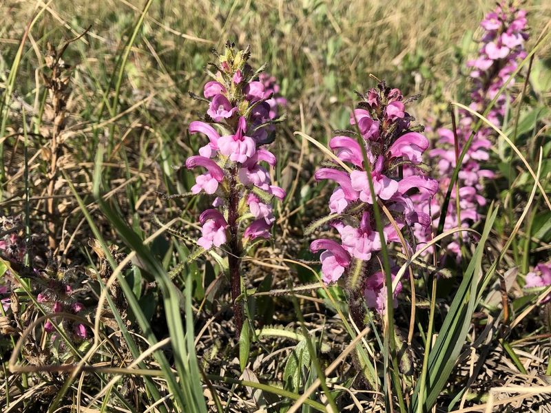 Pedicularis langsdorffii, photographed by Jason Grant