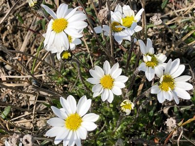 Arctanthemum integrifolium, photographed by Jason Grant