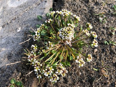 Cochlearia groenlandica, photographed by Jason Grant