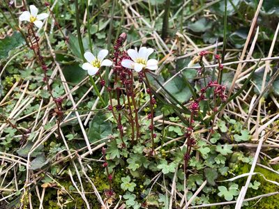Saxifraga cernua, photographed by Jason Grant