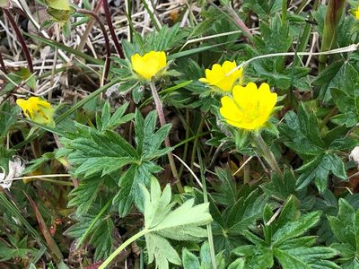 Potentilla hyparctica, photographed by Jason Grant