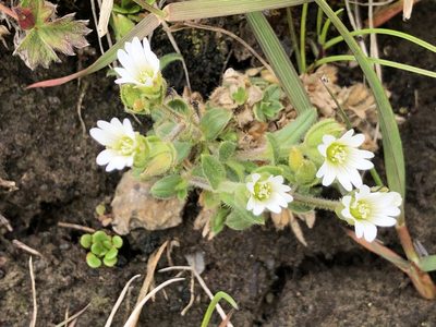 Cerastium beeringianum, photographed by Jason Grant