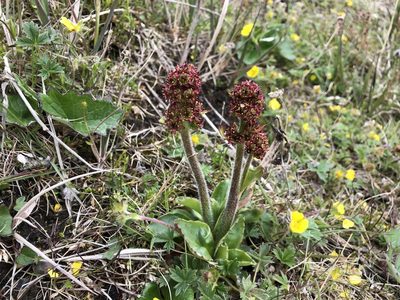 Micranthes hieraciifolia, photographed by Jason Grant
