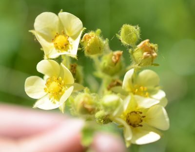 Drymocallis convallaria, photographed by Alison Northup