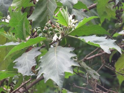 Solanum stellatiglandulosum, photographed by Juan Carlos Caicedo Hernández