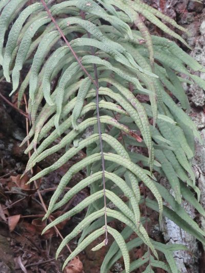 Serpocaulon sessilifolium, photographed by Juan Carlos Caicedo Hernández